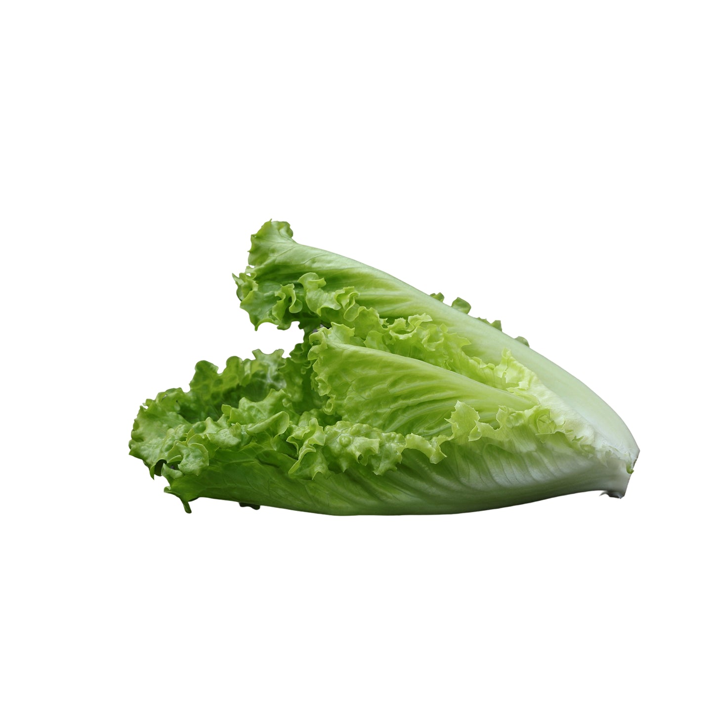 Lechuga Costina Unidad