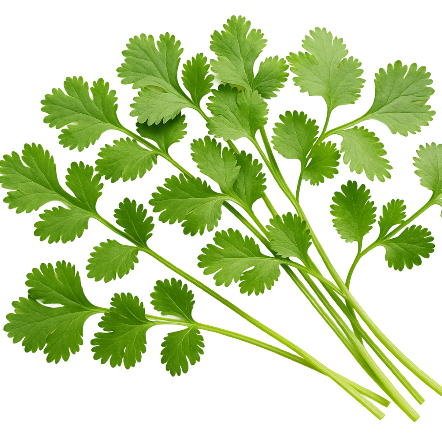 Cilantro Atado 200 g