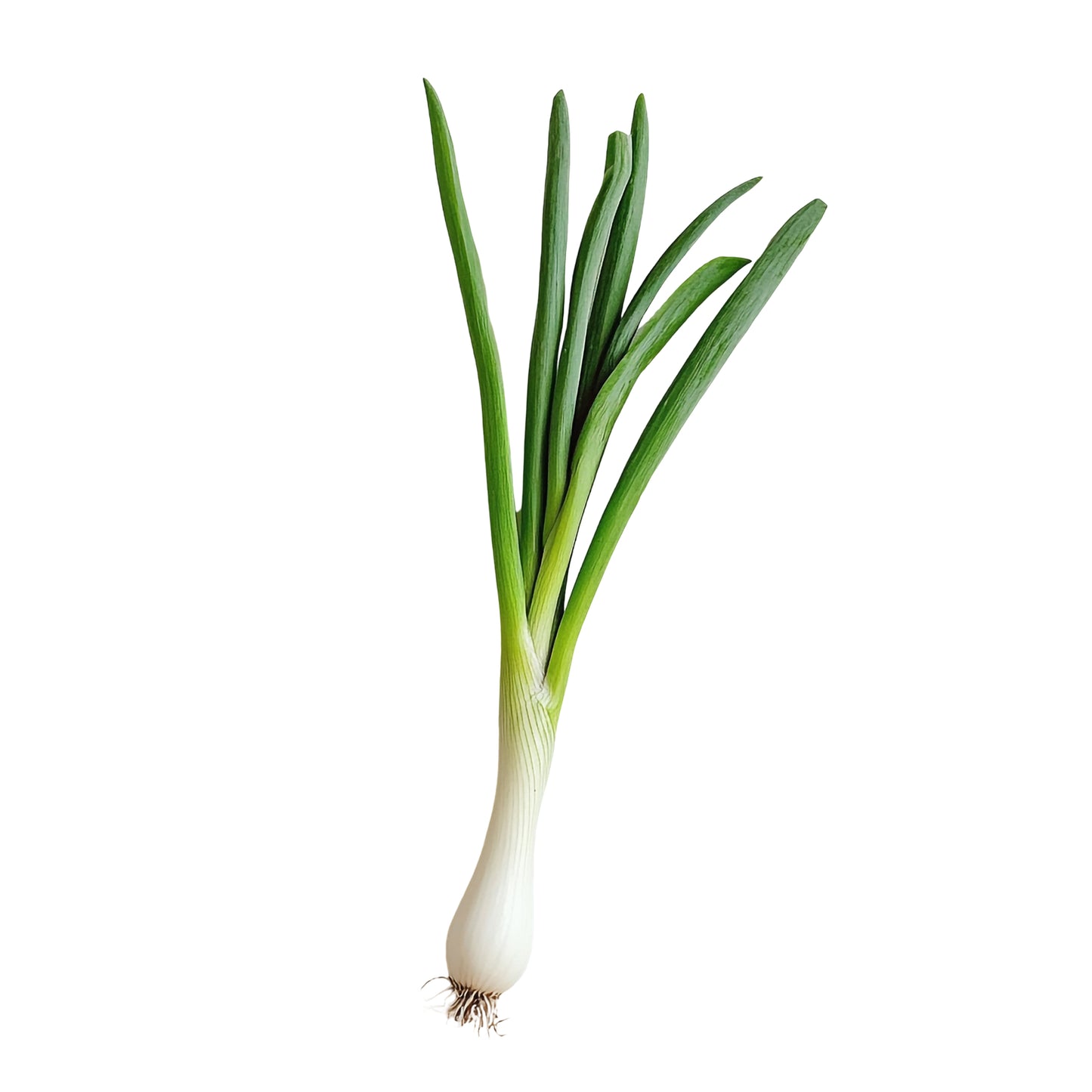 Cebollín Paquete 3 Unid.