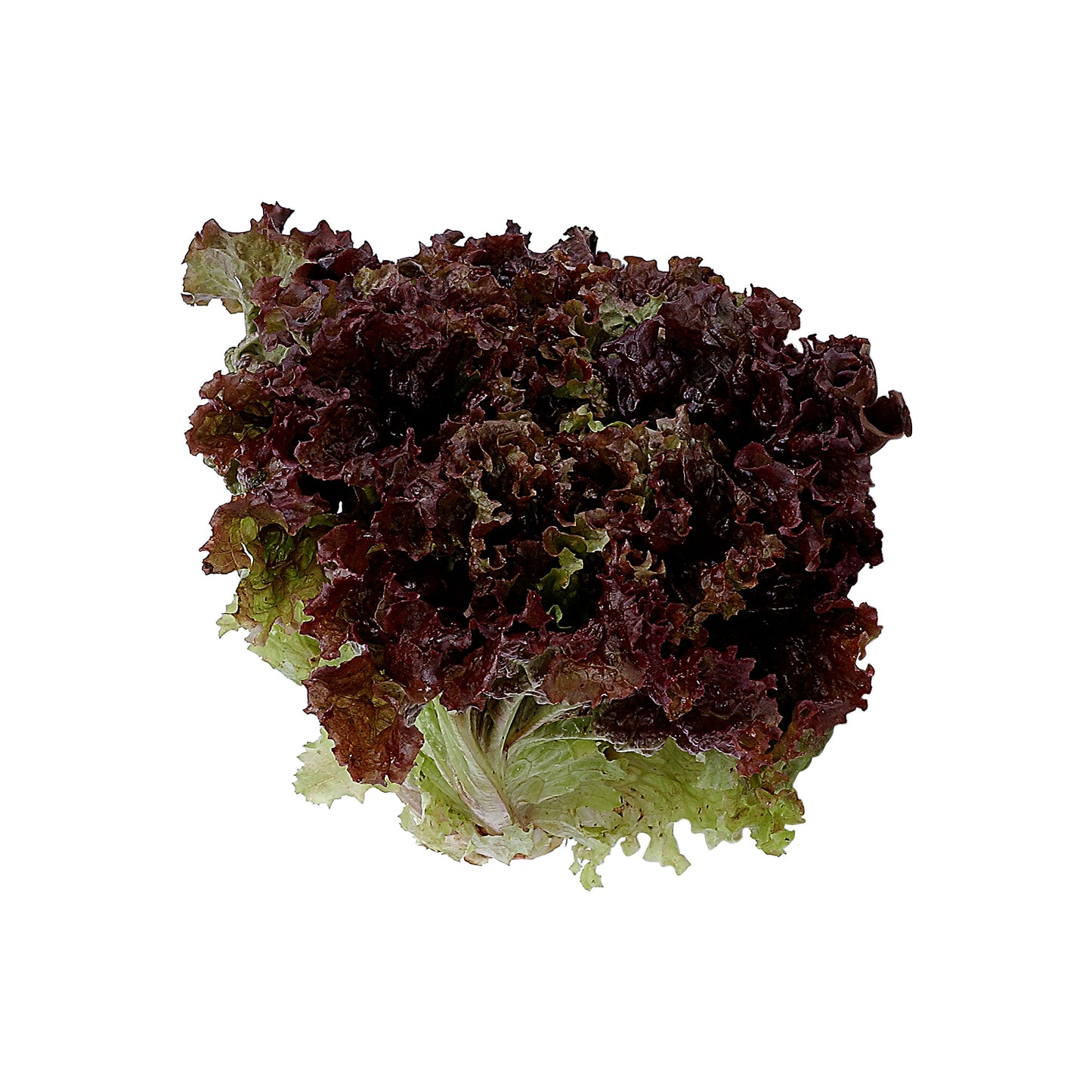Lechuga Crespa Morada Orgánica Unidad