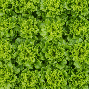 Lechuga Hidropónica Unidad