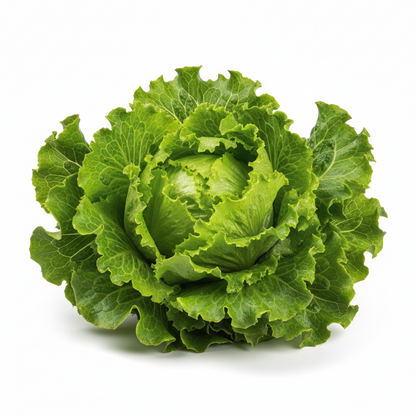 Lechuga Española Unidad