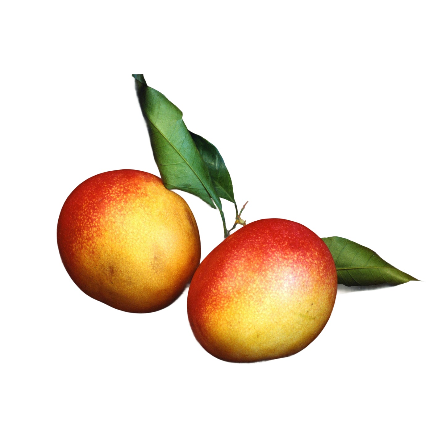 Mango 500 g